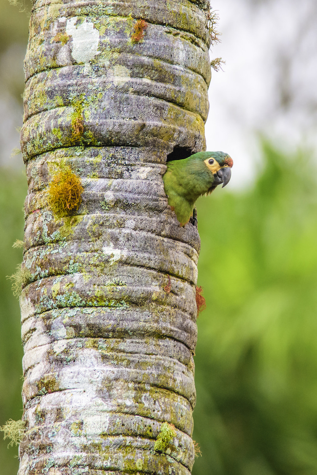 Nikon D7200 sample photo. Blue-winged macaw photography