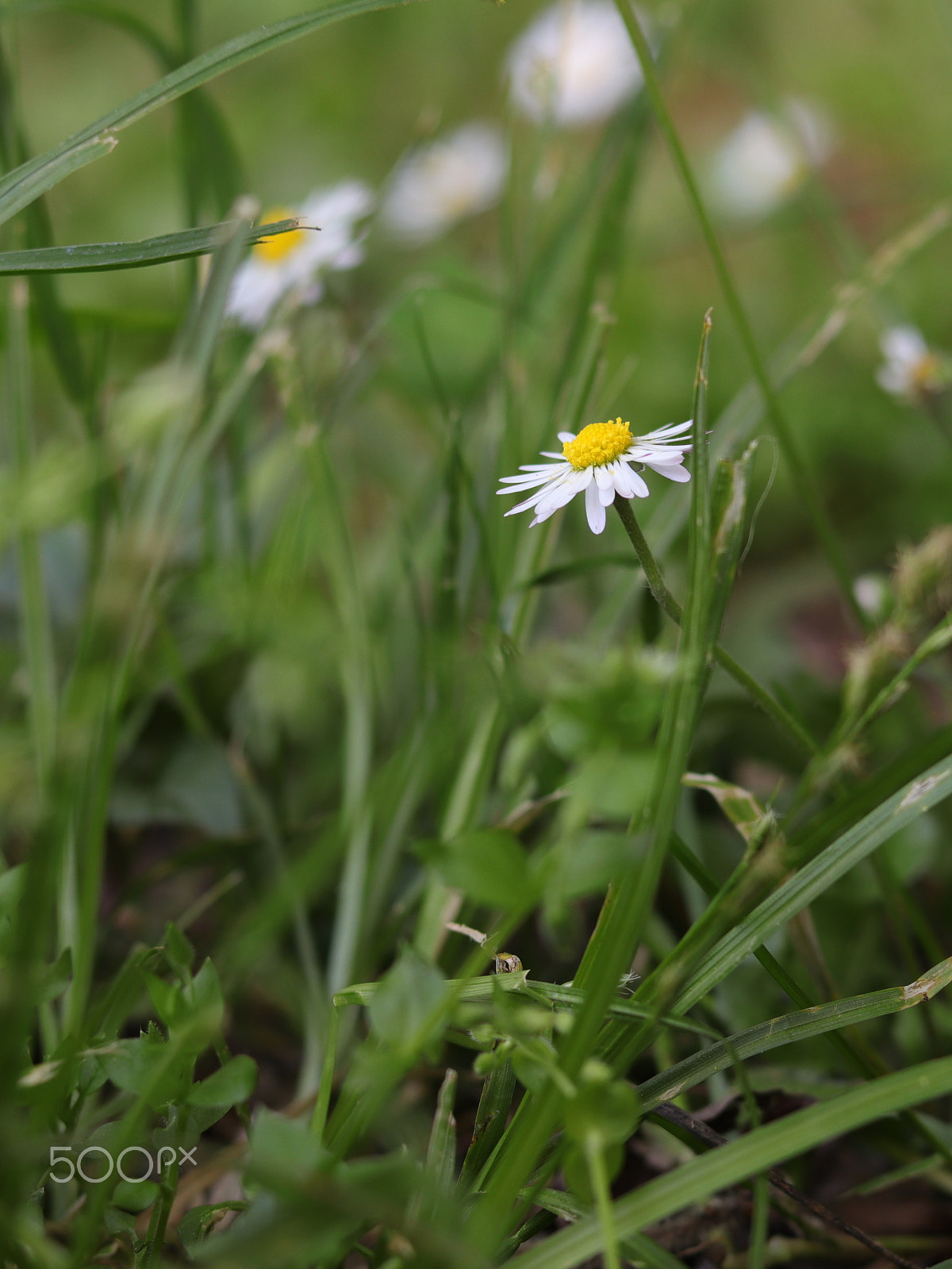 Canon EOS 800D (EOS Rebel T7i / EOS Kiss X9i) + Canon EF 50mm F1.8 STM sample photo. Daisy photography