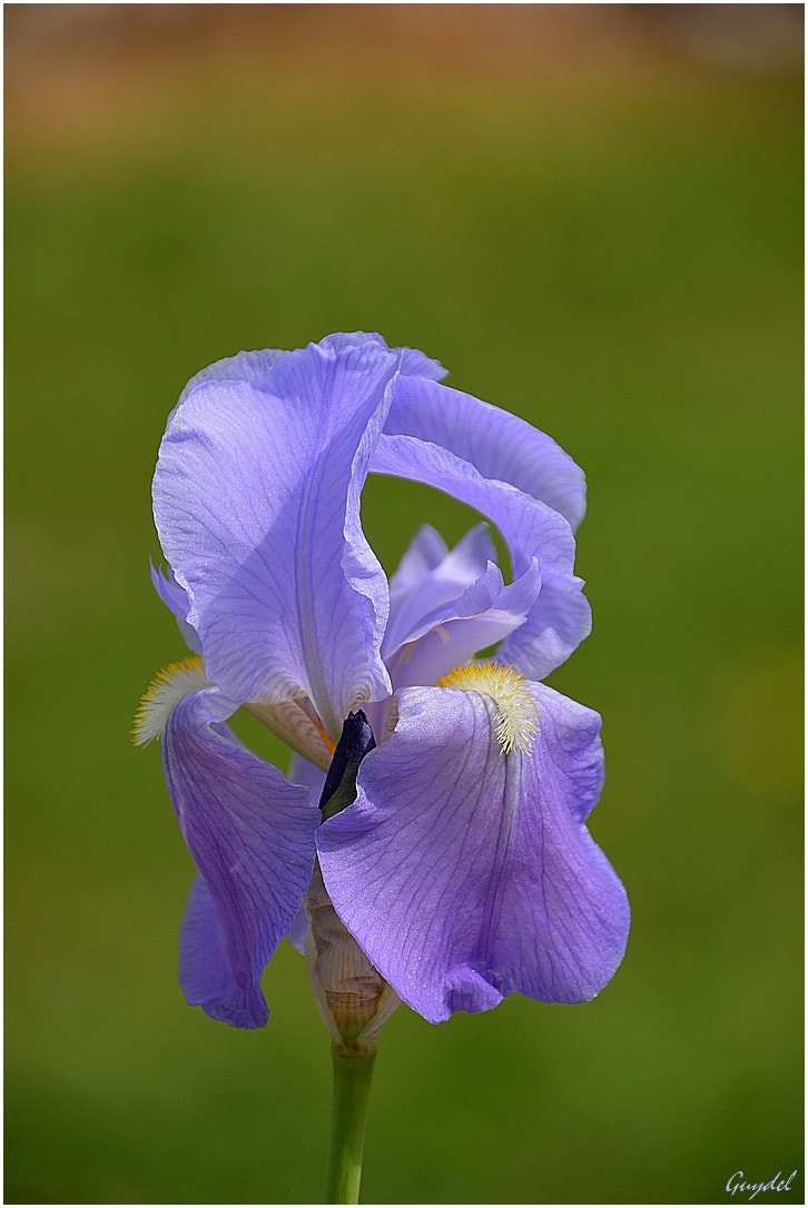 Nikon D5200 sample photo. Tender mauve photography