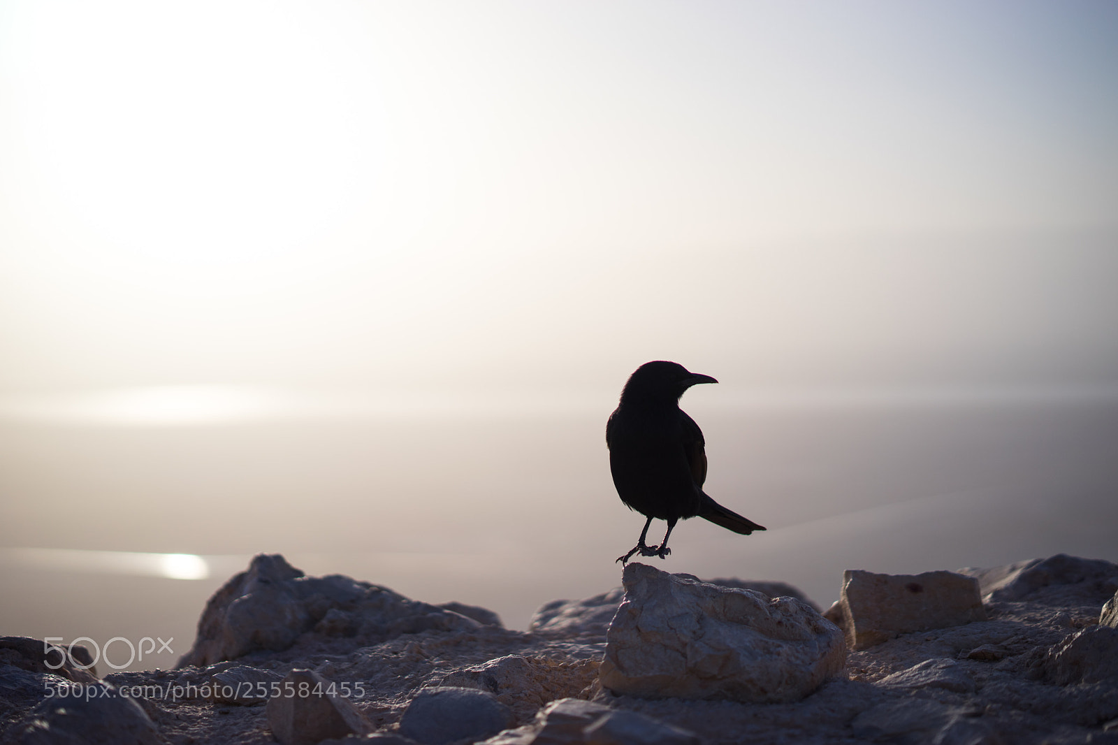 Sony a7 II sample photo. Massada ancient historical places photography