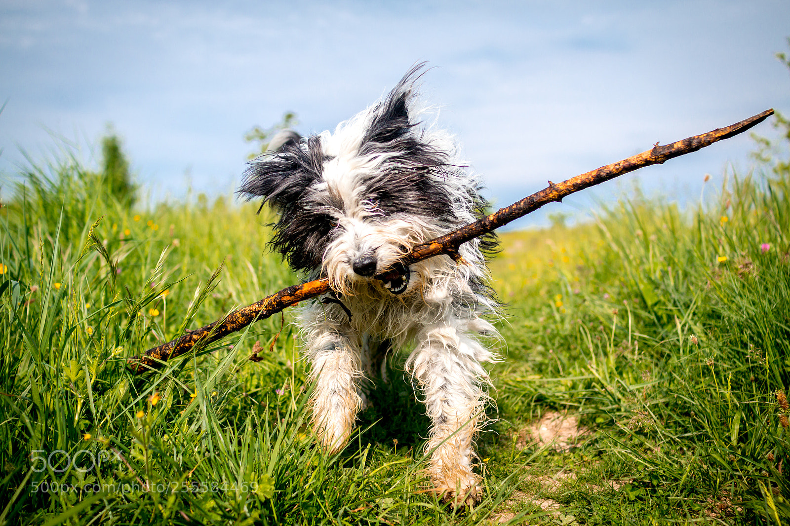 Canon EOS 70D sample photo. Shepherd's baton photography