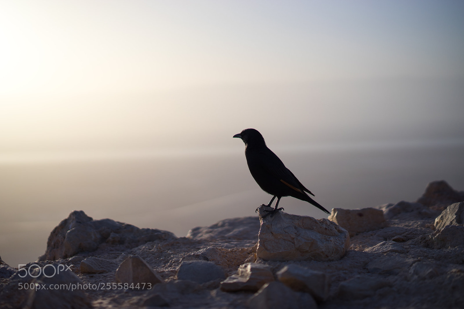 Sony a7 II sample photo. Massada ancient historical places photography