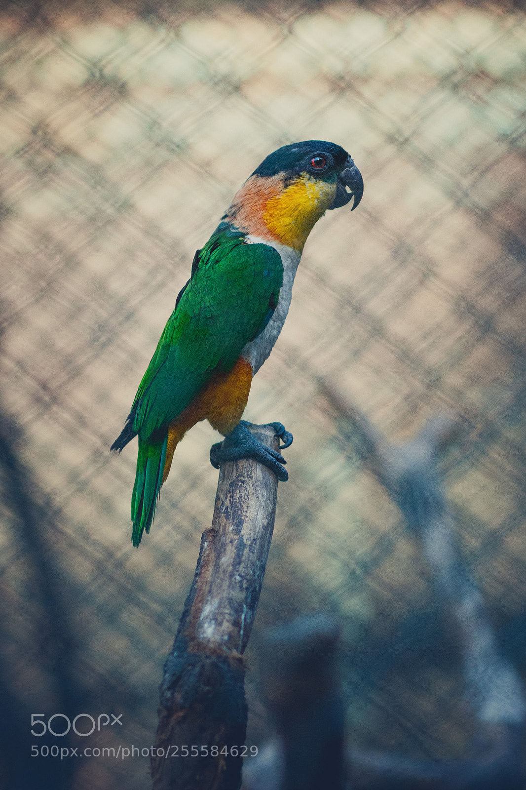 Nikon D80 sample photo. Black-headed parrot photography