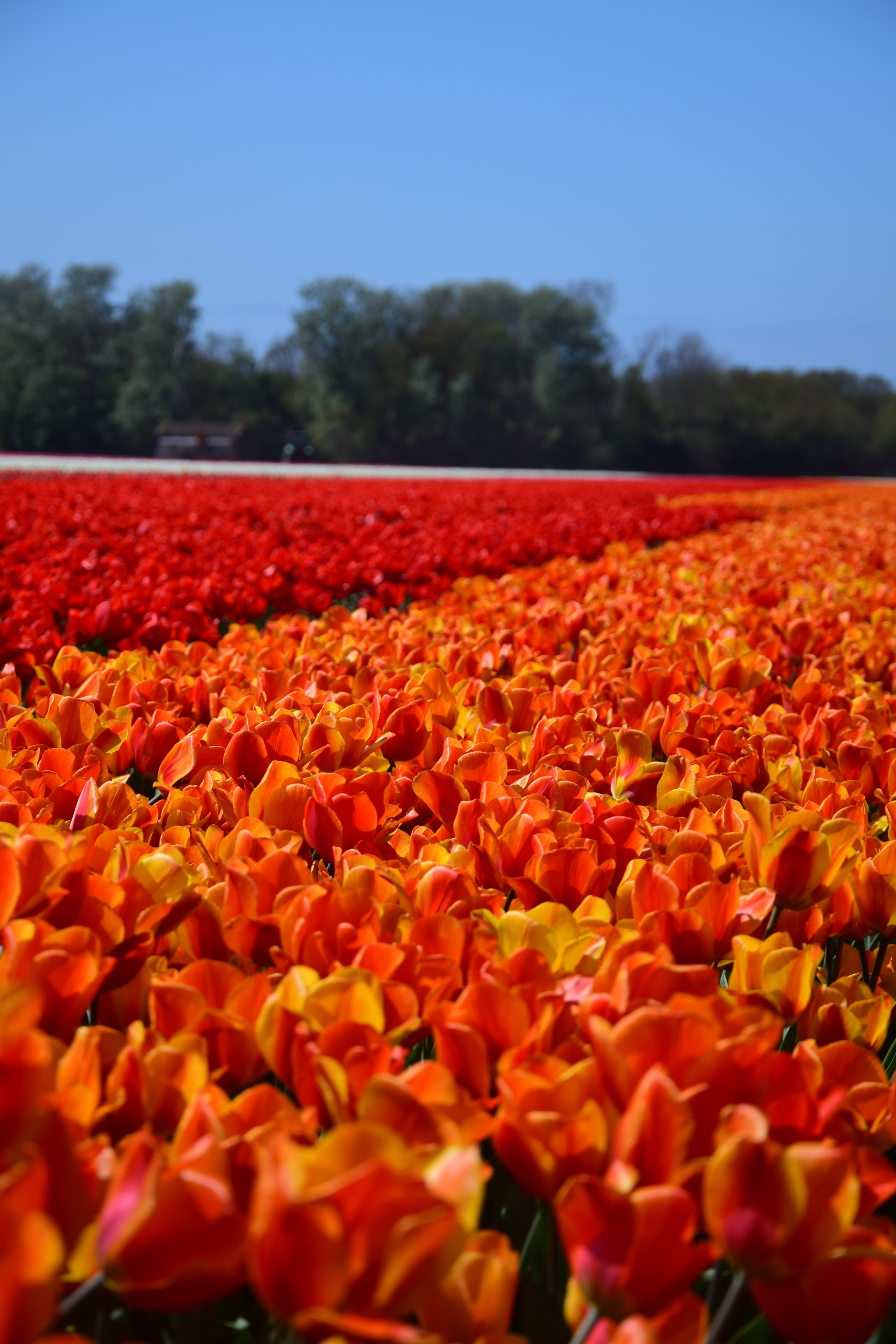 Nikon D5300 sample photo. Tulipfieldcolors photography