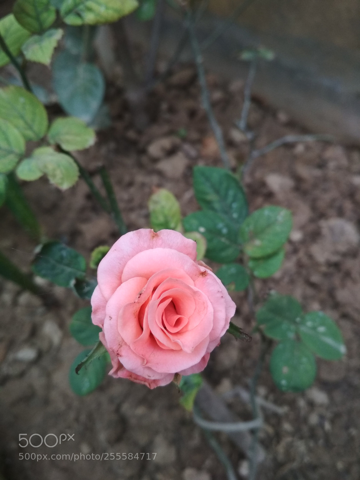 Xiaomi Redmi 4 Pro sample photo. Rose photography