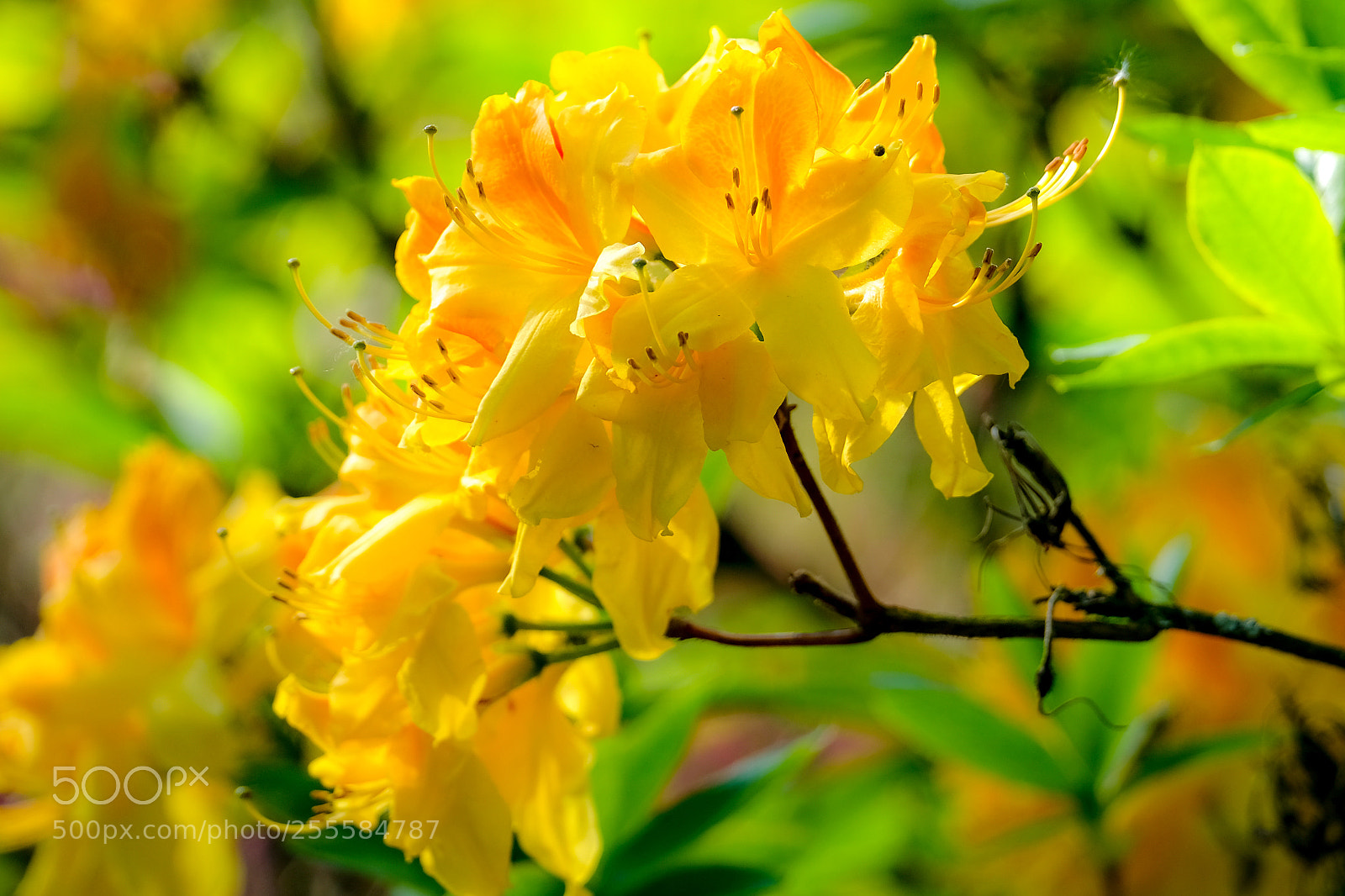 Fujifilm X-E3 sample photo. Colors in spring photography