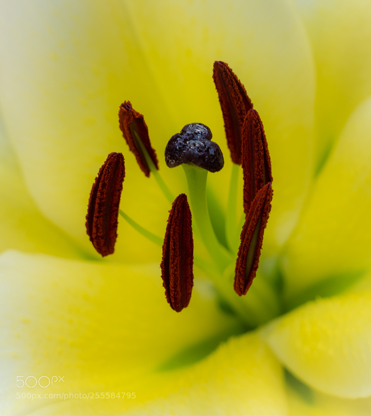Sony a7R III sample photo. Lilium close photography
