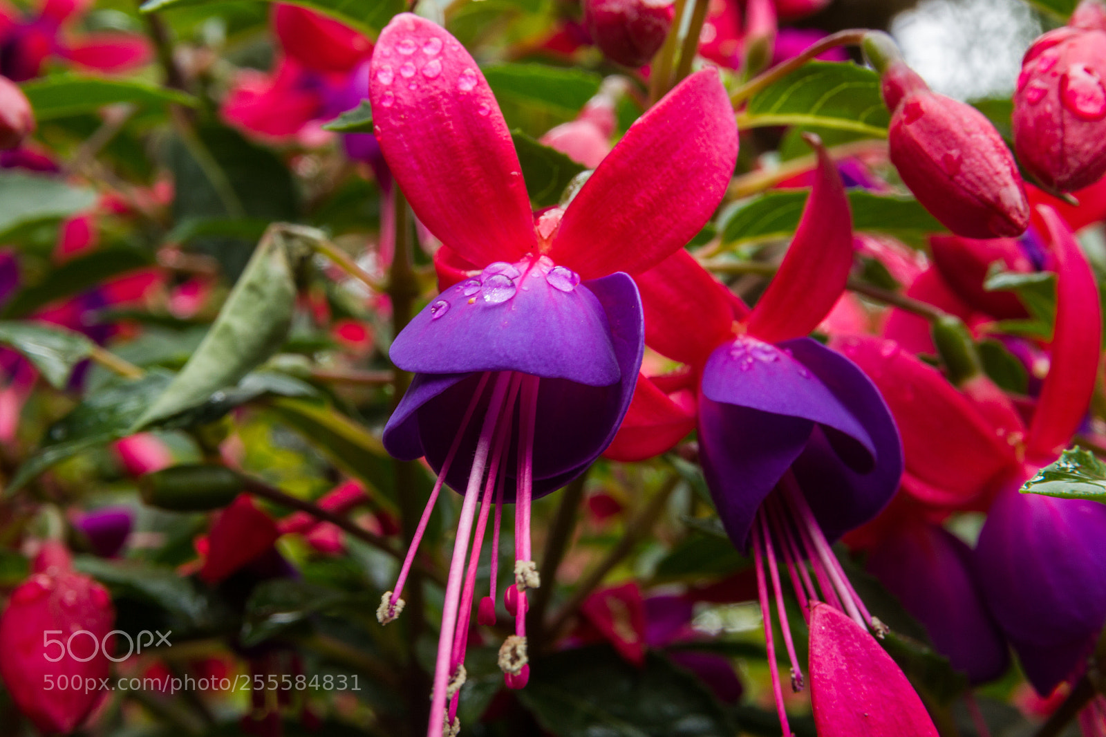 Canon EOS 100D (EOS Rebel SL1 / EOS Kiss X7) sample photo. Fuchsia after rain photography