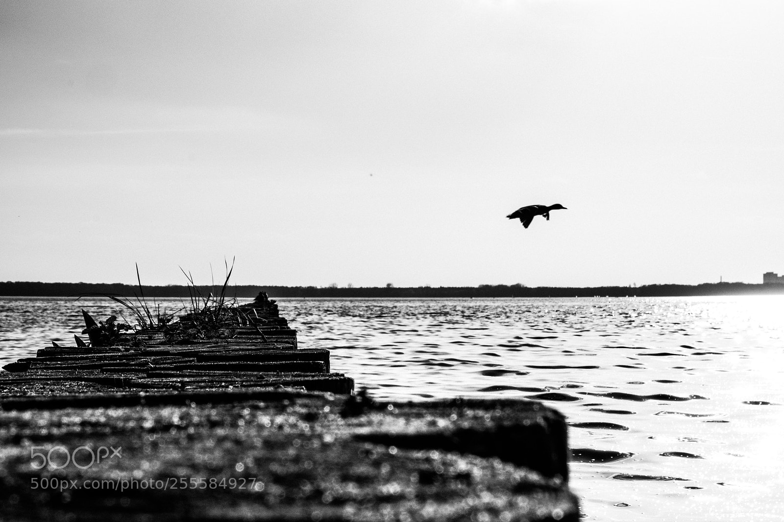 Fujifilm X-T20 sample photo. Flight photography