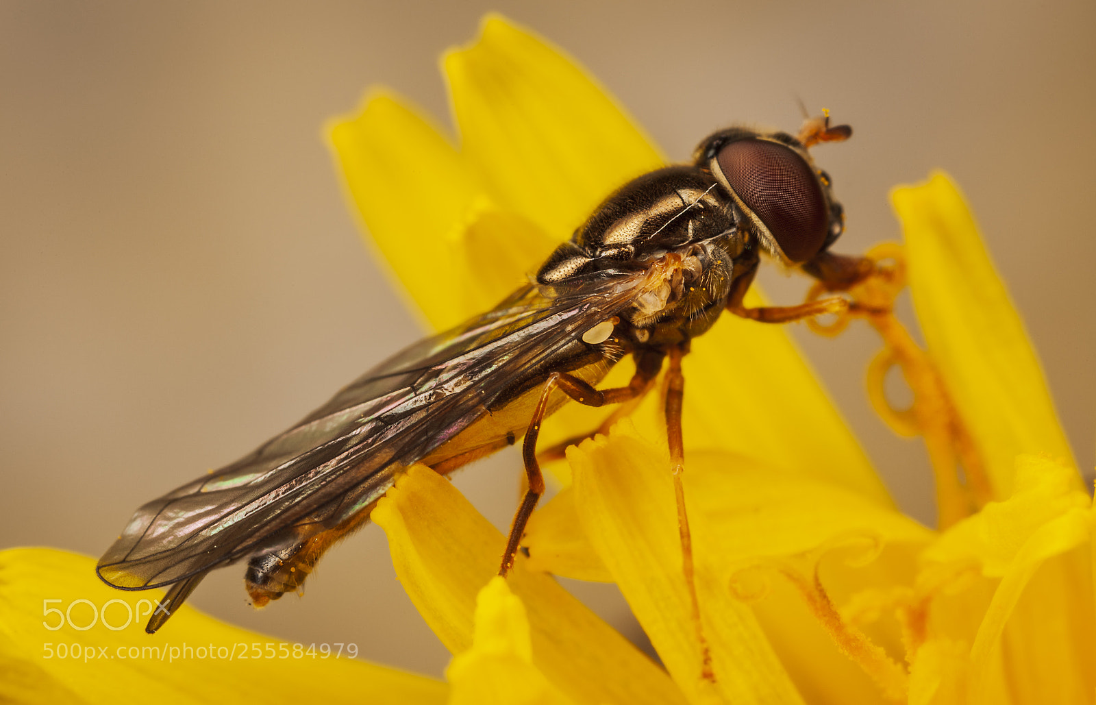 Canon EOS 5D Mark II sample photo. Hoverfly photography