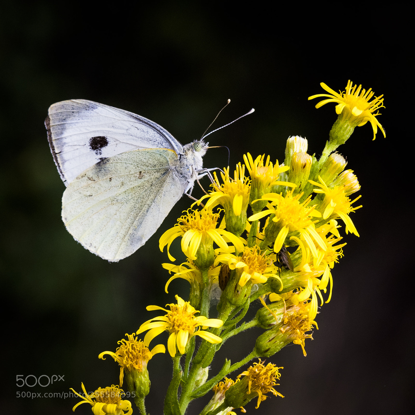 Nikon D500 sample photo. Pieris brassicae photography