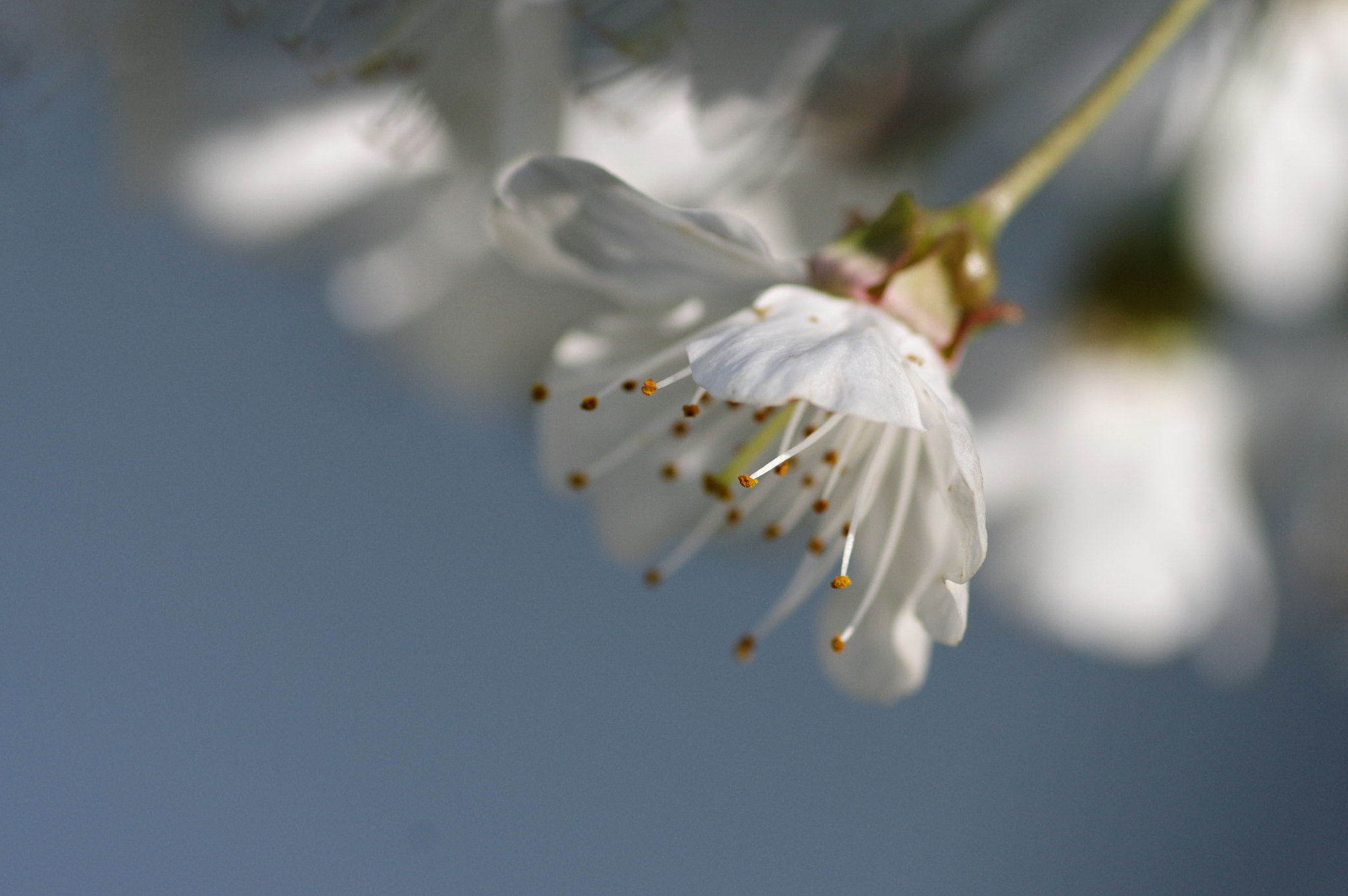 Pentax smc D-FA 100mm F2.8 Macro WR sample photo