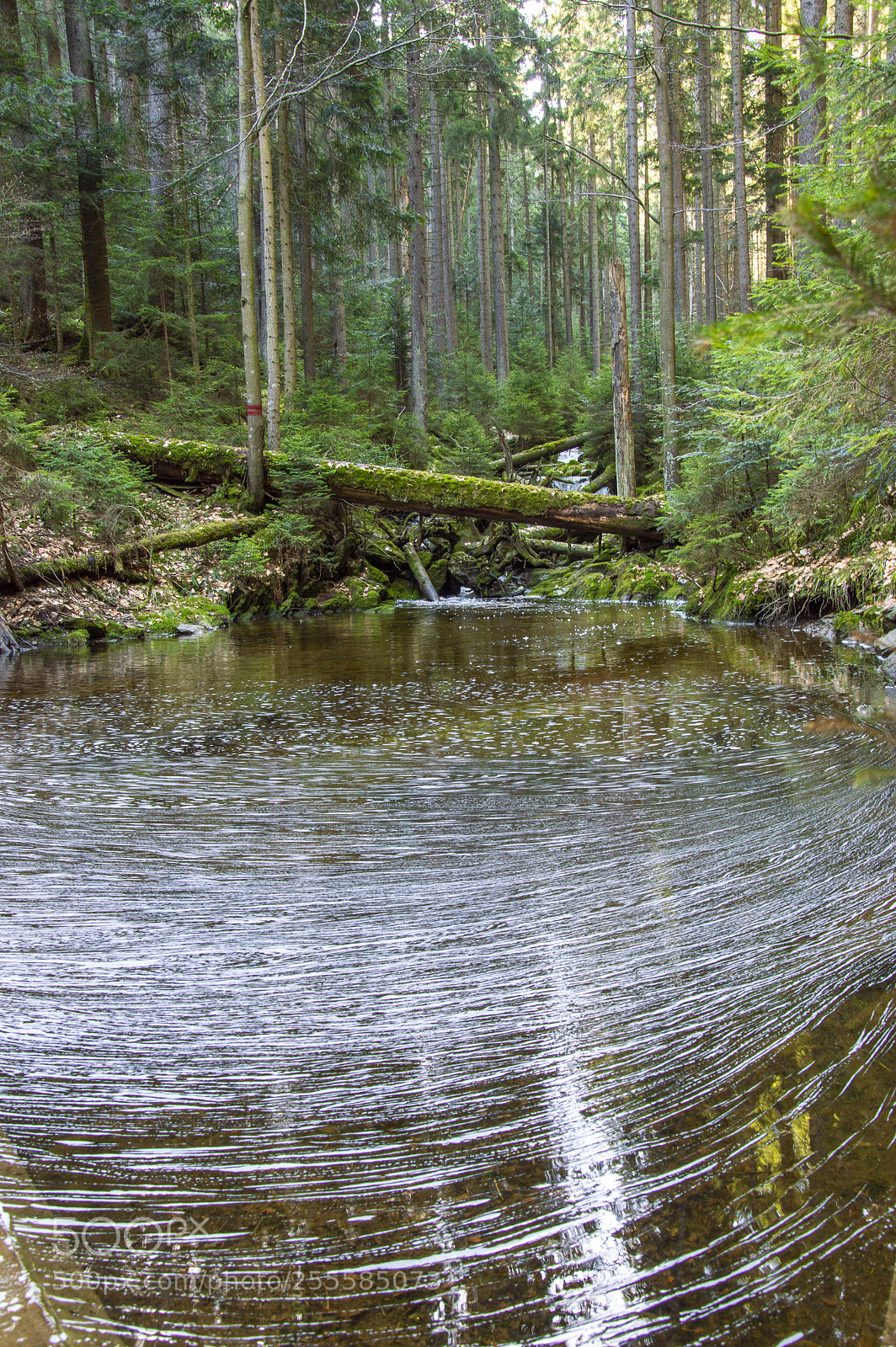 Nikon D3200 sample photo. Abstract art in Šumava photography