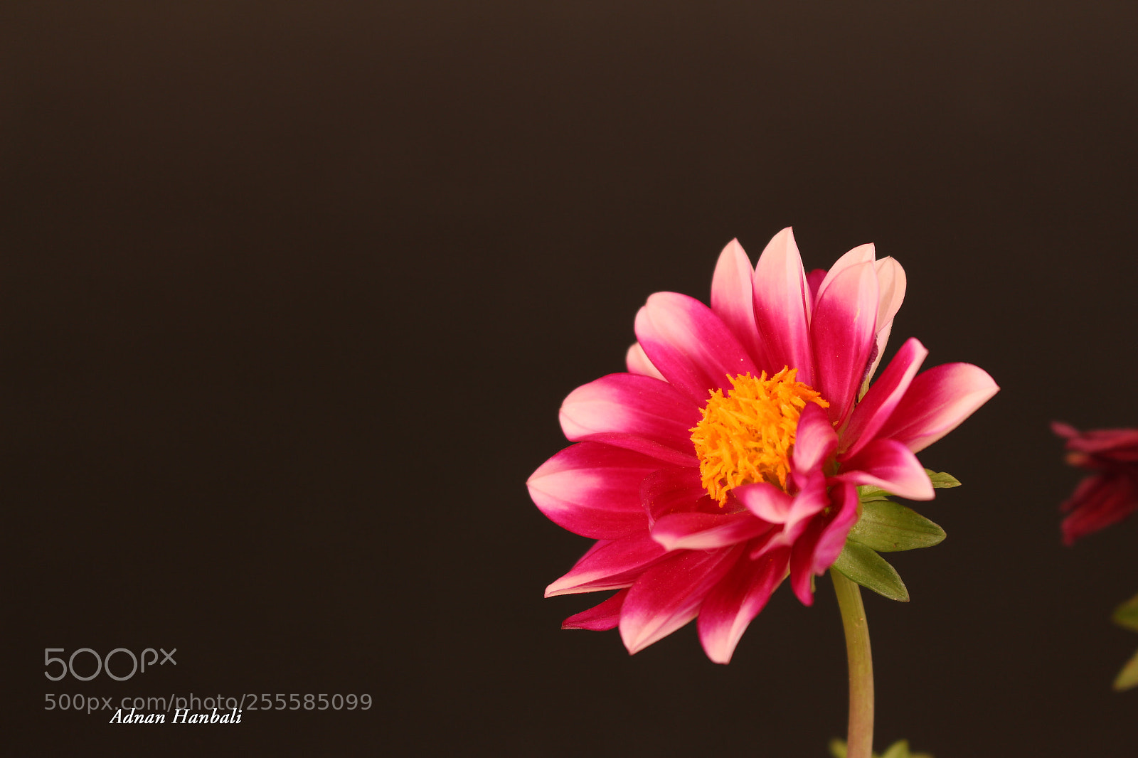 Canon EOS 700D (EOS Rebel T5i / EOS Kiss X7i) sample photo. Blomming rose photography