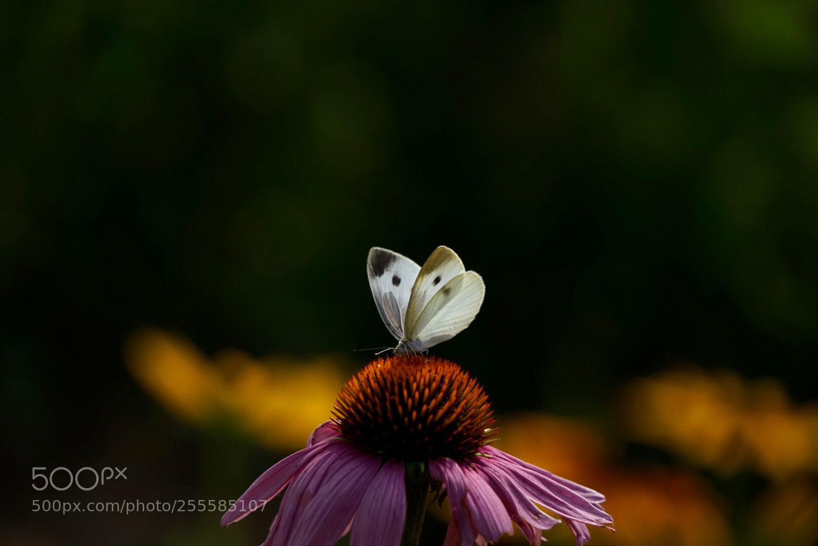Sony a7 sample photo. 蝶恋花 photography