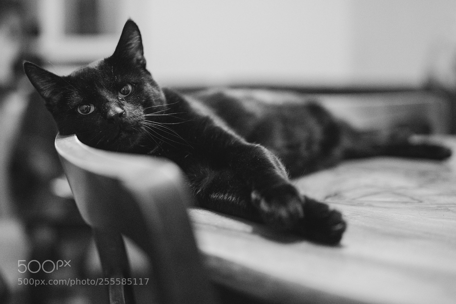 Canon EOS 5D Mark IV sample photo. Blackcat photography