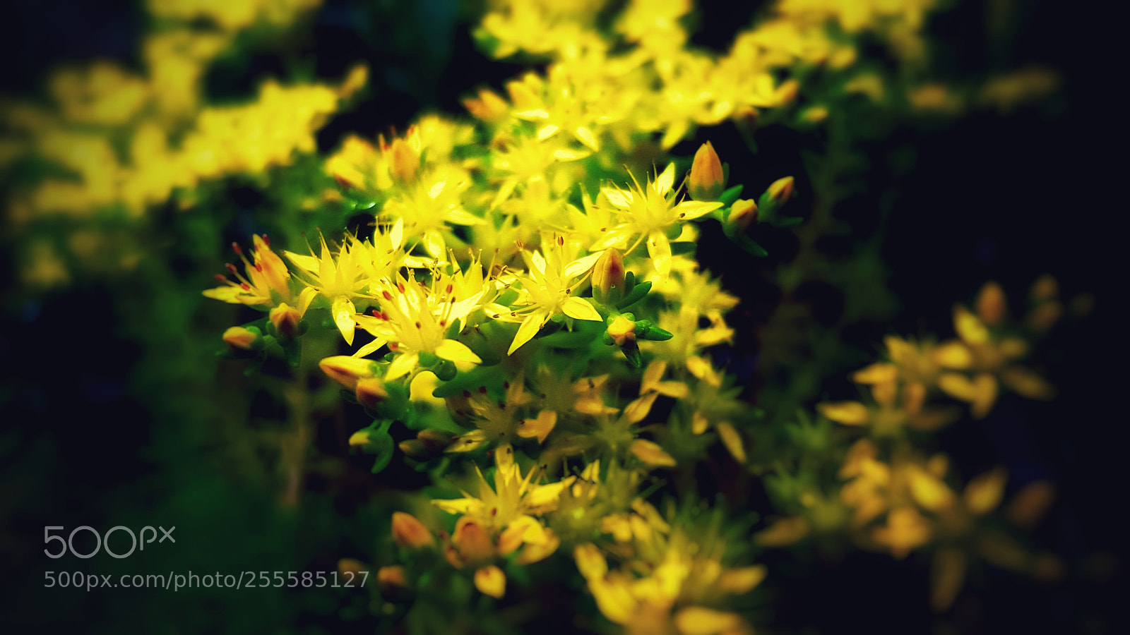 Samsung Galaxy S7 sample photo. Flower#11 s7 photography