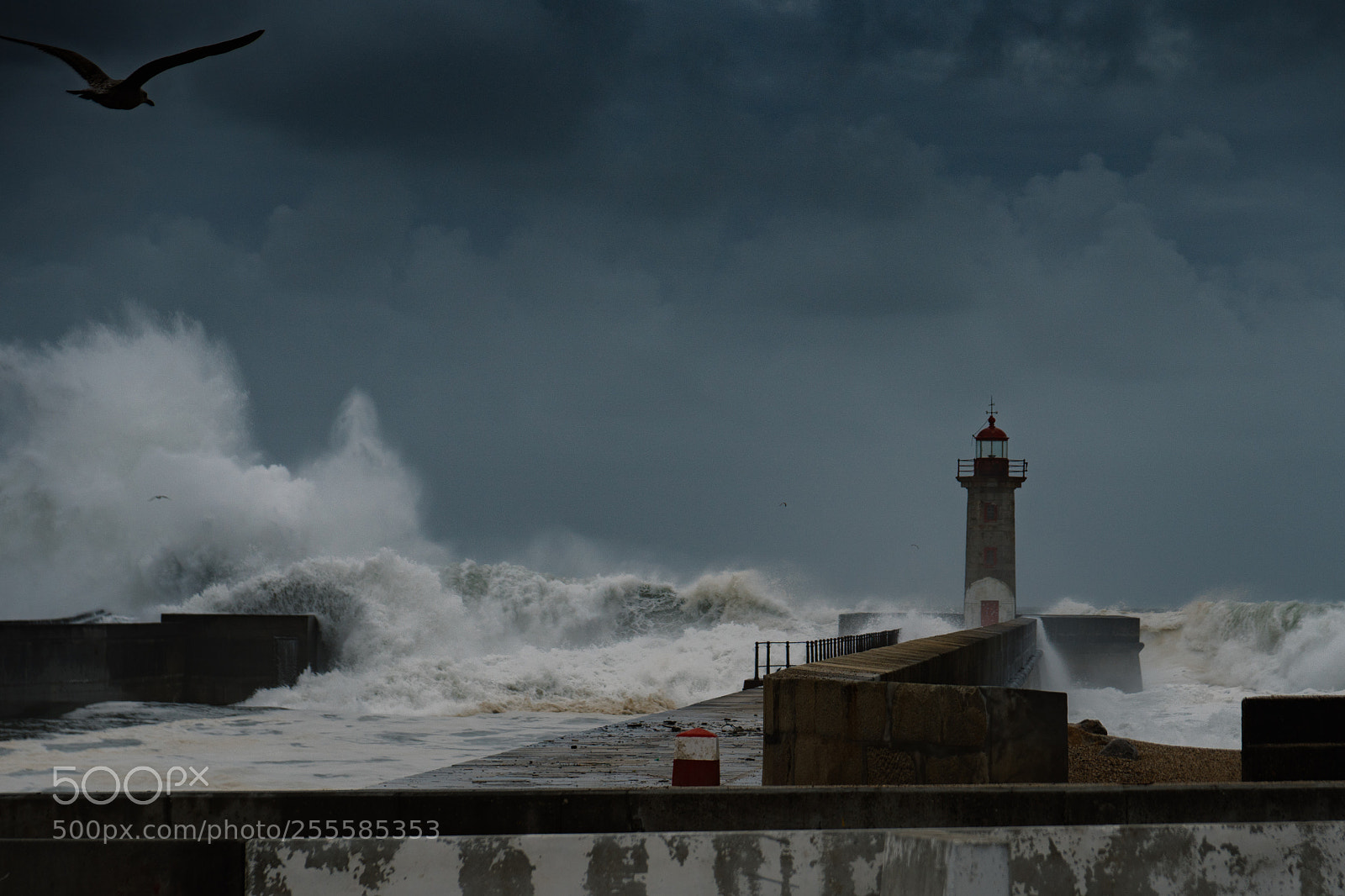 Sony a6300 sample photo. Take shelter. 2018 photography