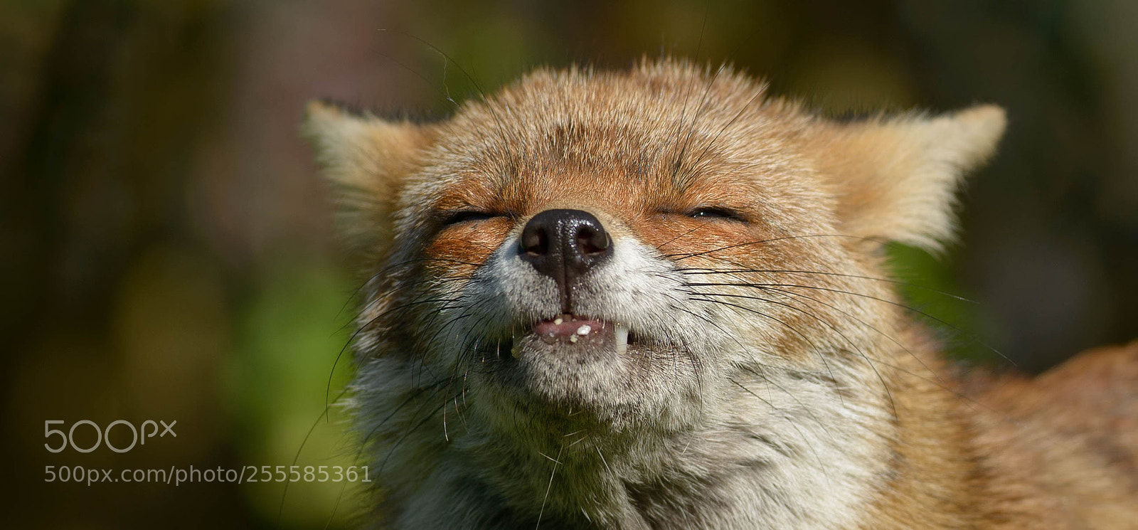 Nikon D800 sample photo. Fox b smily photography