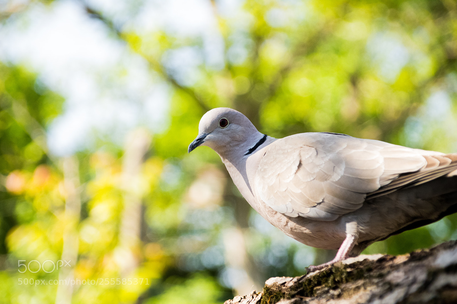 Canon EOS 100D (EOS Rebel SL1 / EOS Kiss X7) sample photo. Pigeon portrait photography