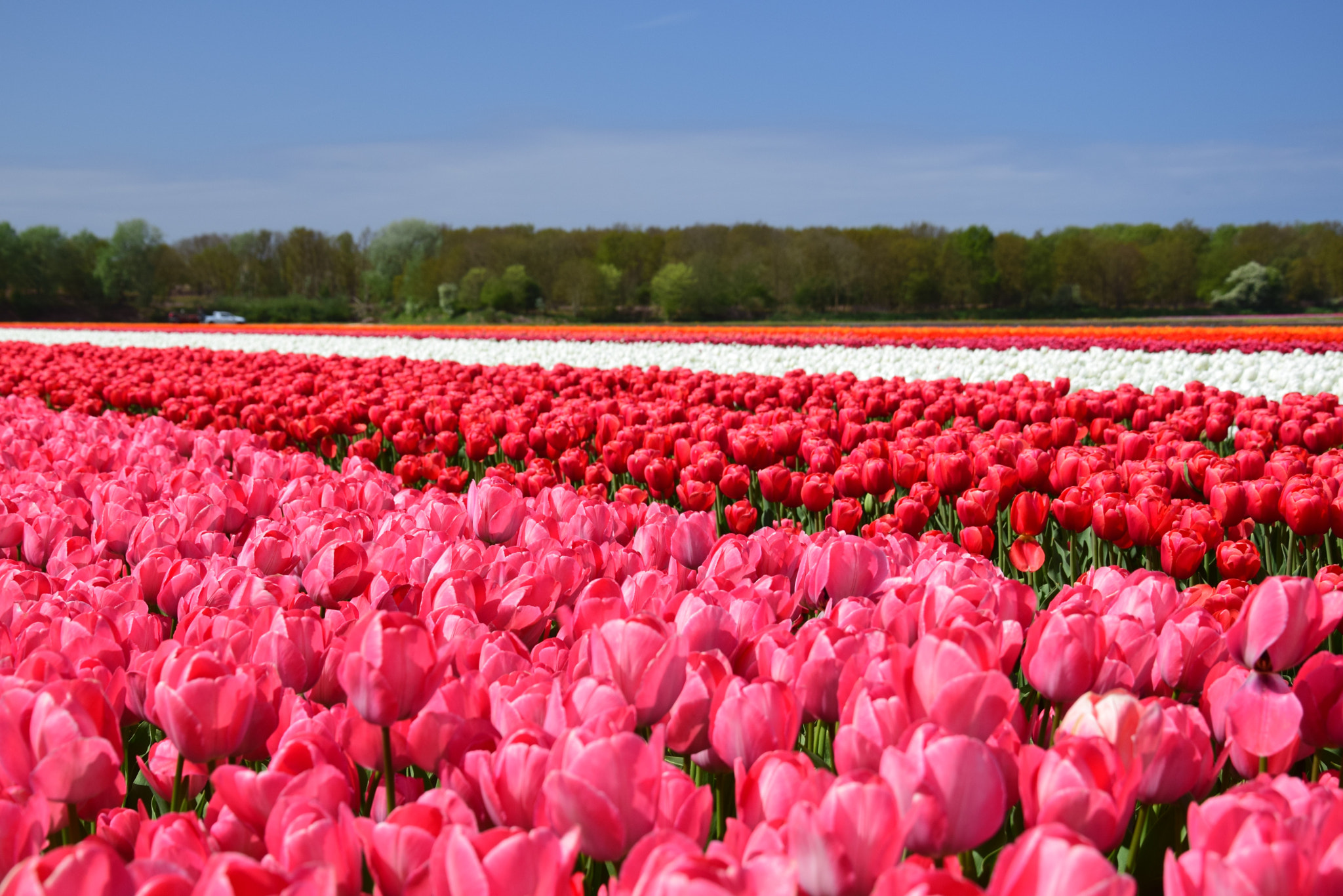 Nikon D5300 sample photo. Tulipfieldcolors photography