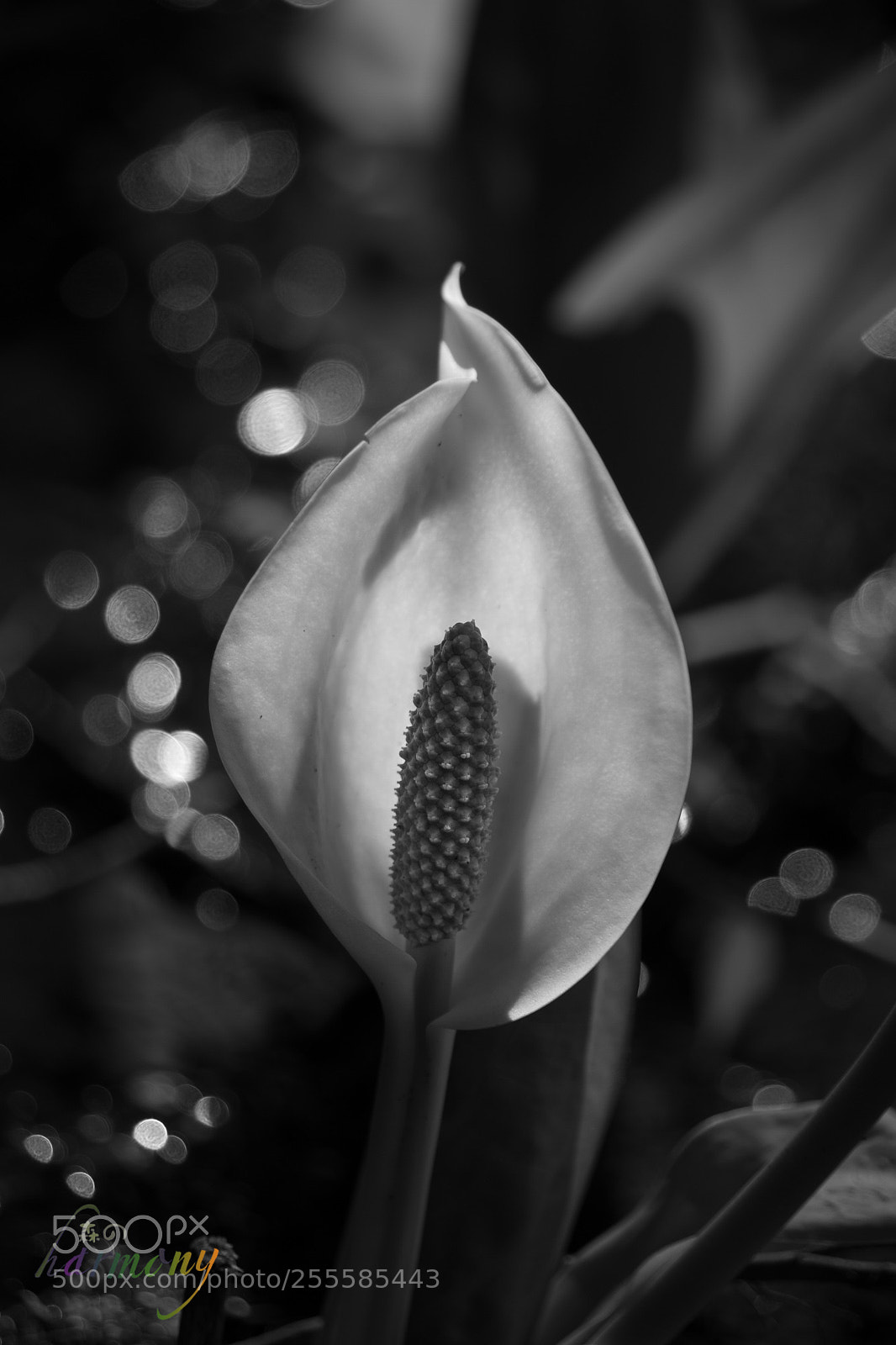Canon EOS 6D sample photo. Flower in dark photography