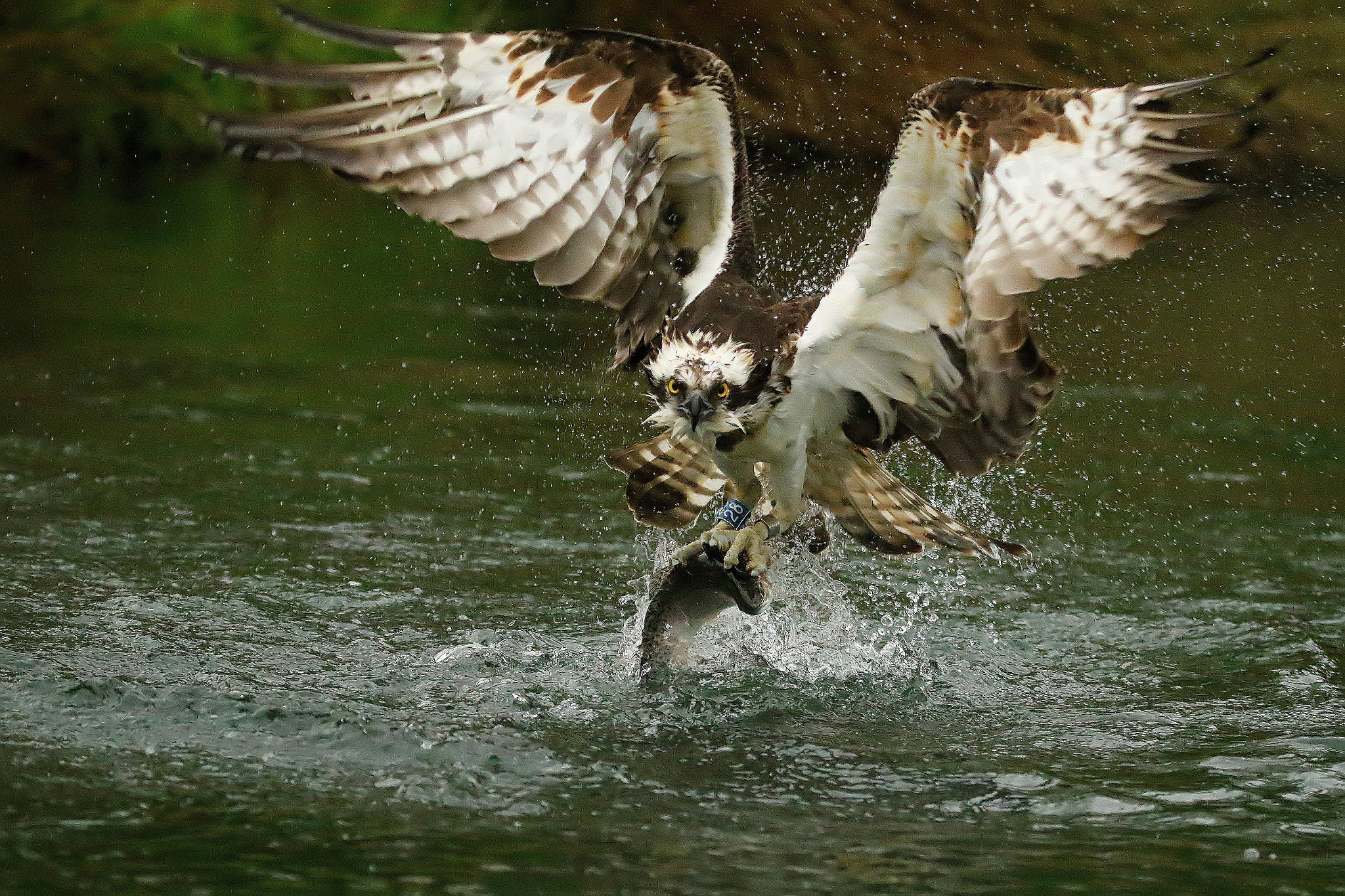 Tamron SP 150-600mm F5-6.3 Di VC USD sample photo. Banasiak osprey photography