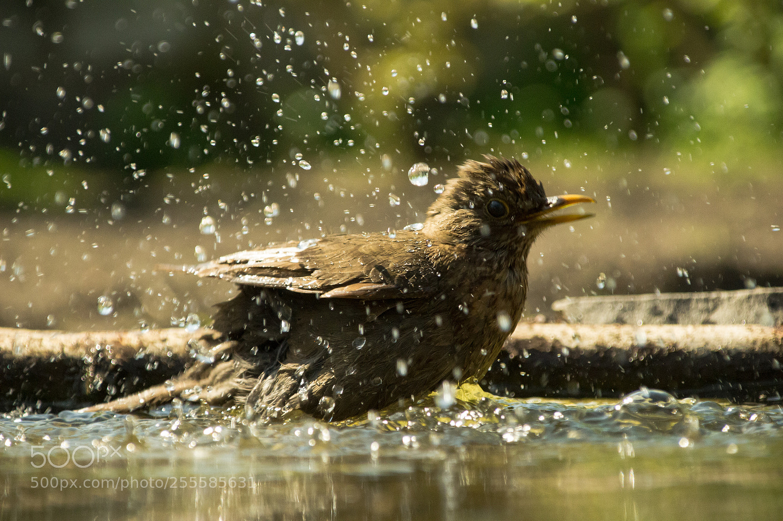Canon EOS 100D (EOS Rebel SL1 / EOS Kiss X7) sample photo. Black bird bathing photography