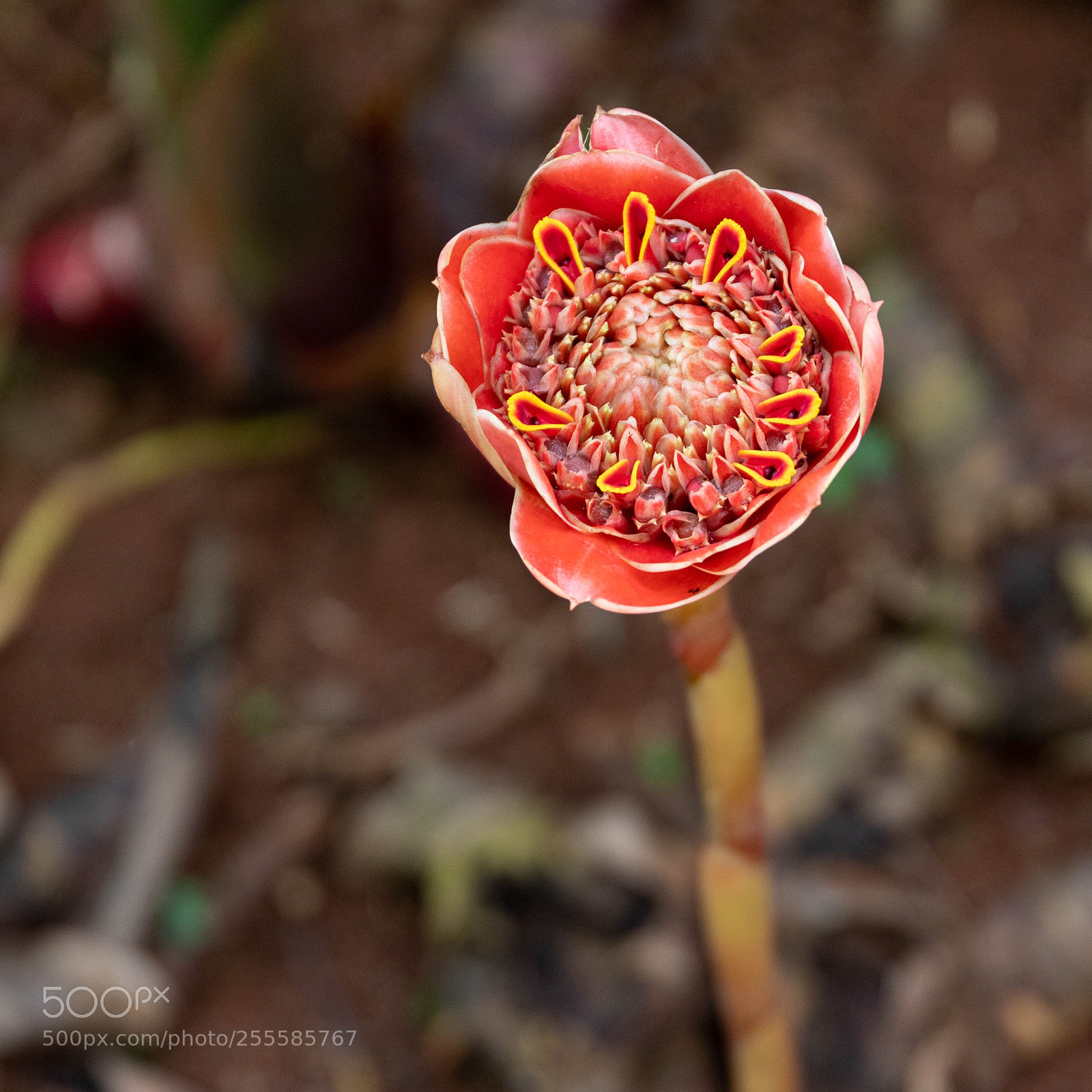 Canon EOS 6D Mark II sample photo. In bloom 13 photography