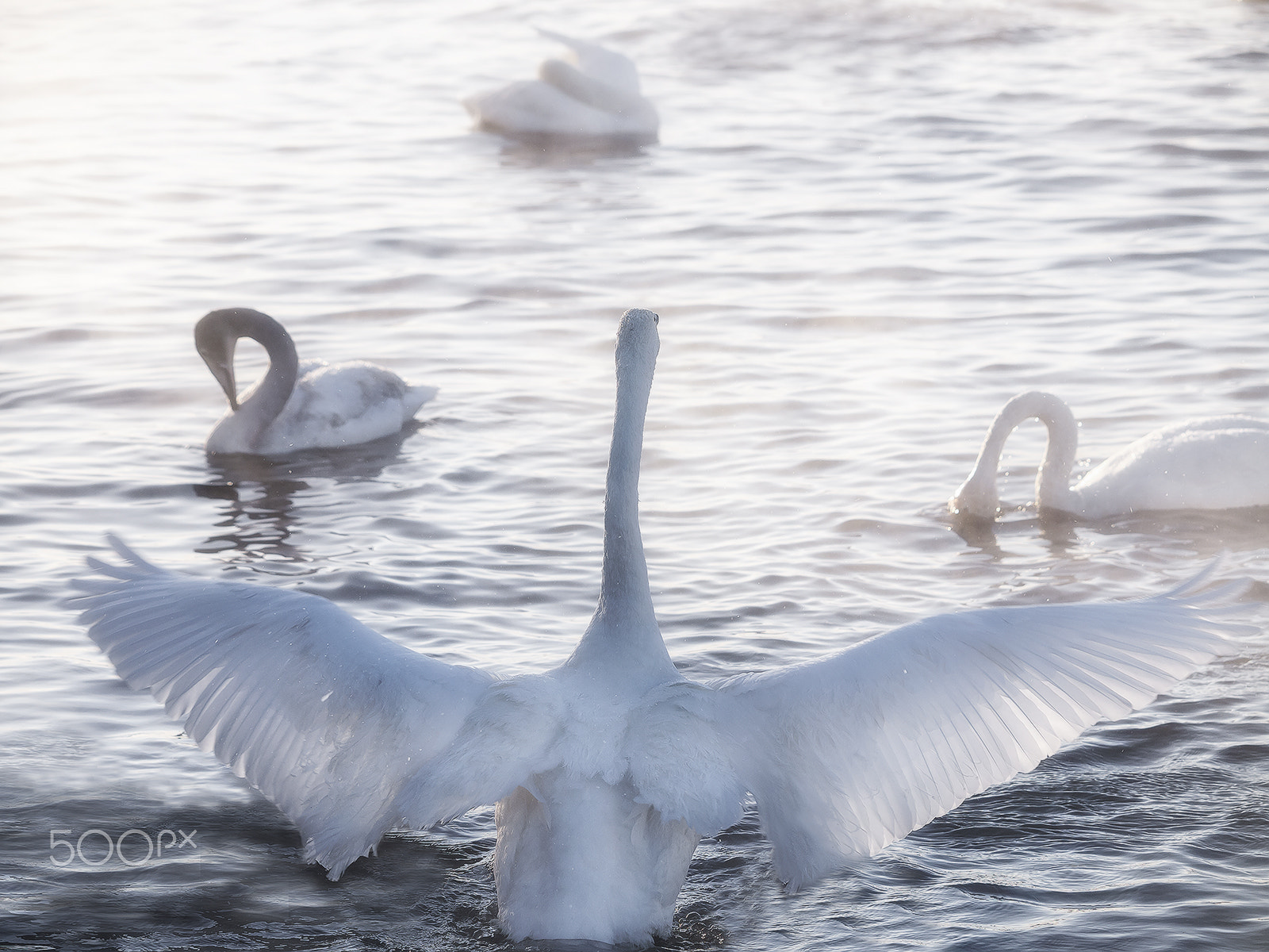 Olympus E-5 sample photo. ... the swan wings ... 2 photography