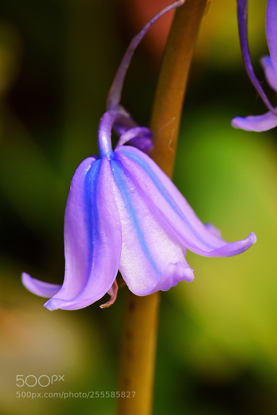 Nikon D5600 sample photo. Blue bell photography
