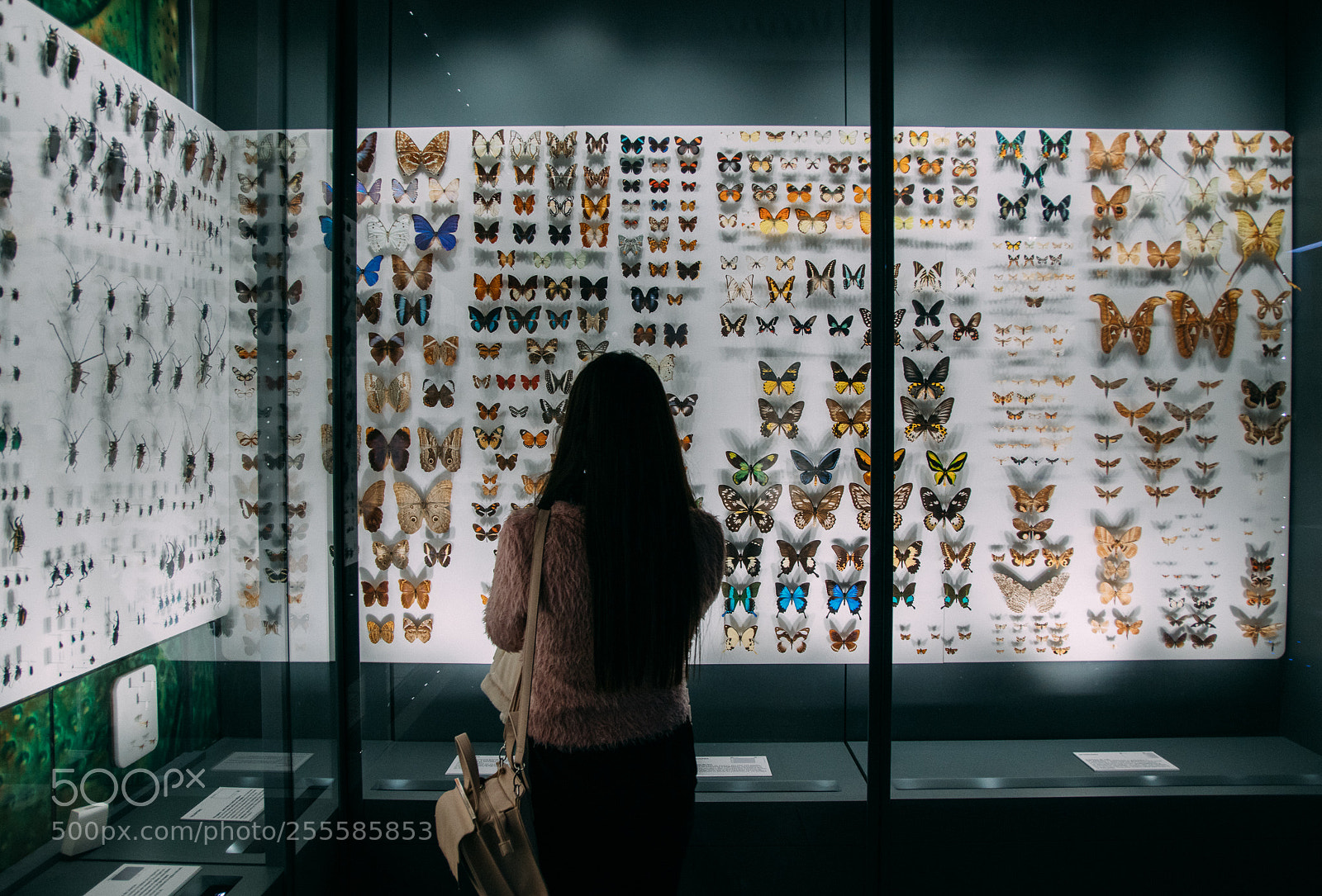 Canon EOS 80D sample photo. Butterfly effect photography