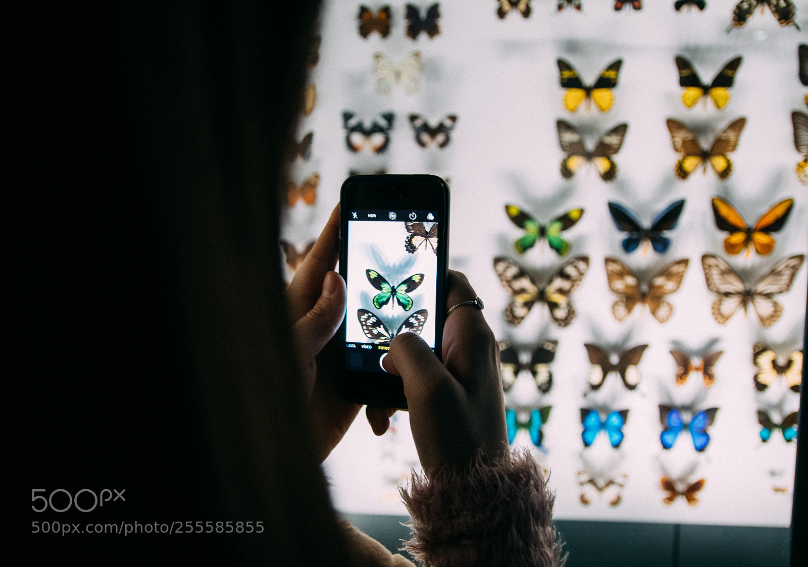 Canon EOS 80D sample photo. Butterfly effect 2 photography