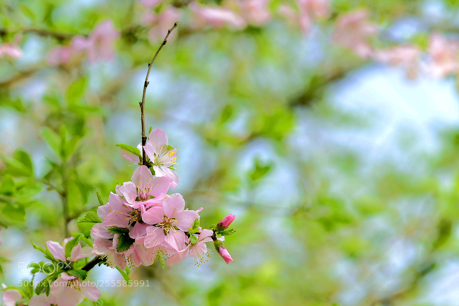 Nikon D800 sample photo. Untitled photography