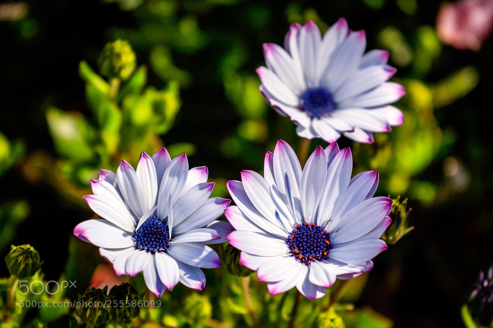 Canon EOS-1D Mark IV sample photo. Untitled photography