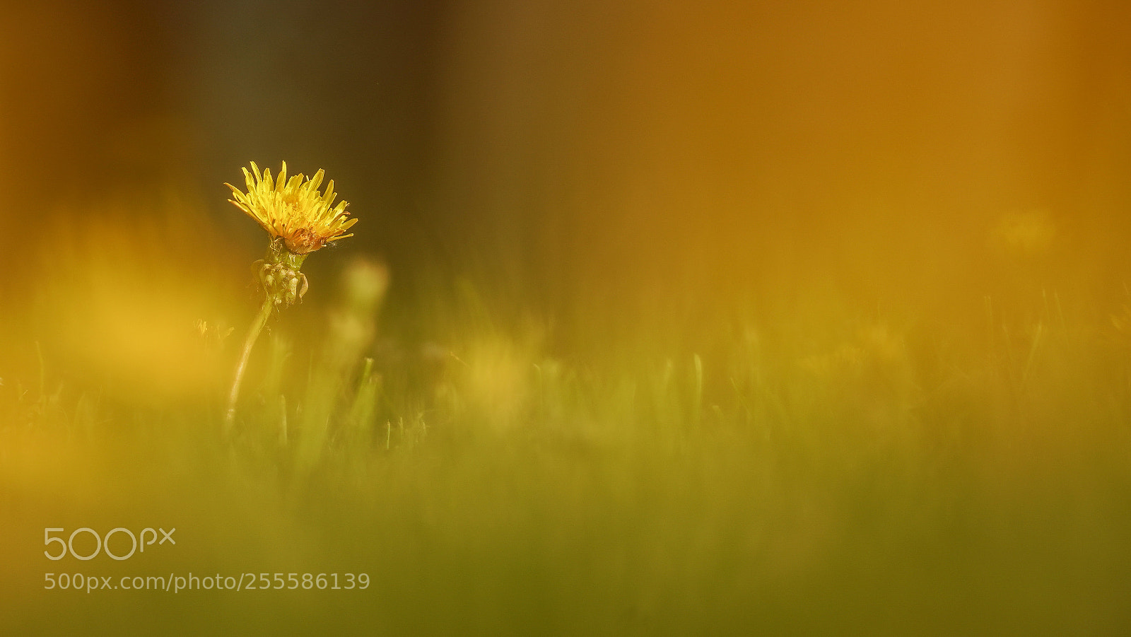 Sony a7R III sample photo. Dandelion photography