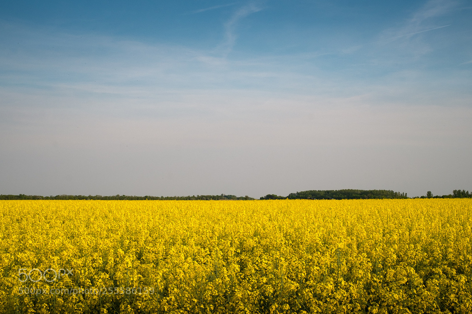 Fujifilm X-Pro1 sample photo. Springfield photography