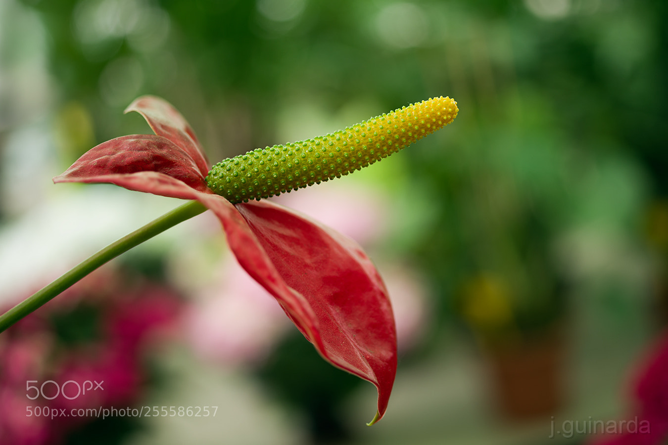 Pentax K-1 sample photo. Flor-7893 photography
