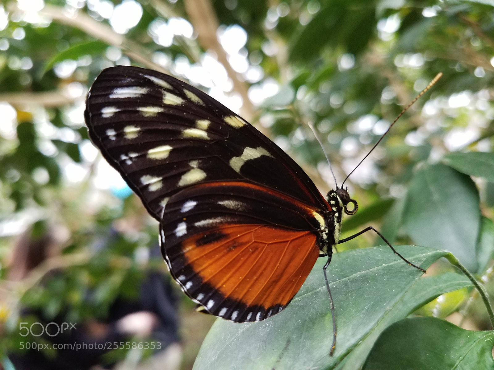 Samsung Galaxy S7 sample photo. Butterfly on a leaf photography