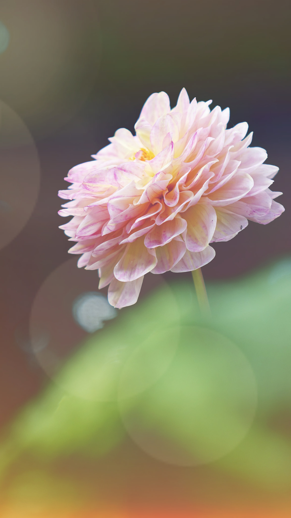 Sony Cyber-shot DSC-RX10 II sample photo. Floral photography
