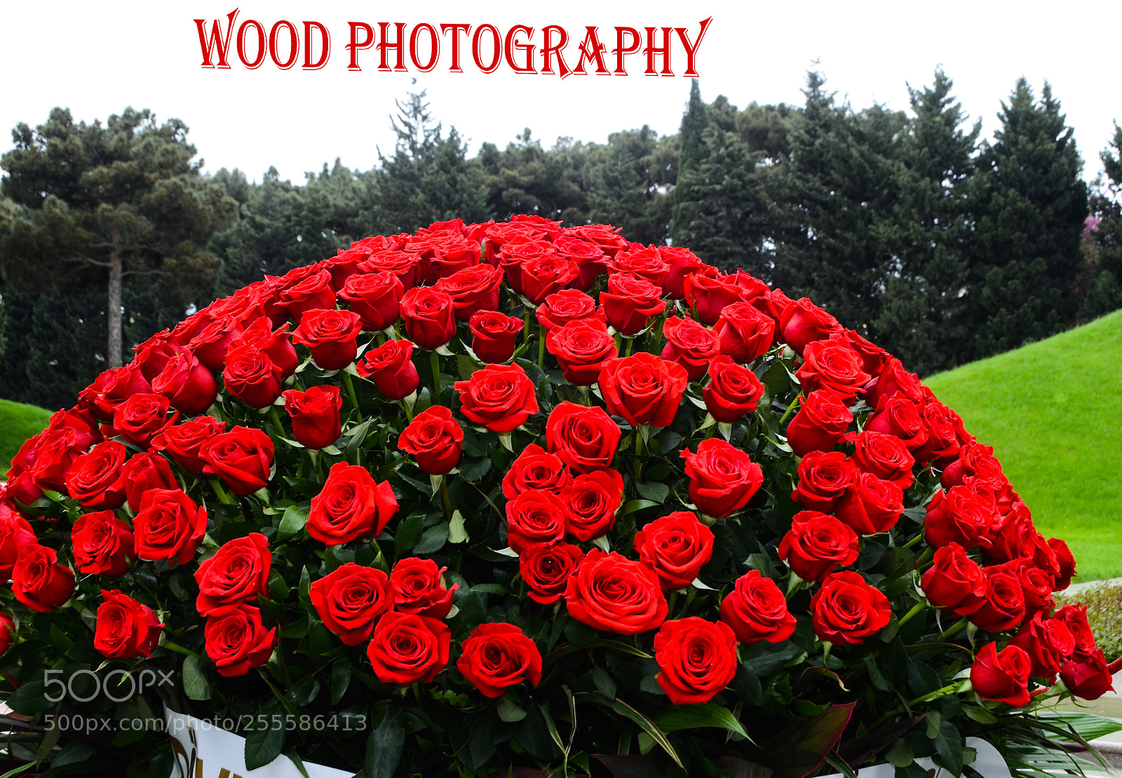 Nikon D7000 sample photo. Aze photography