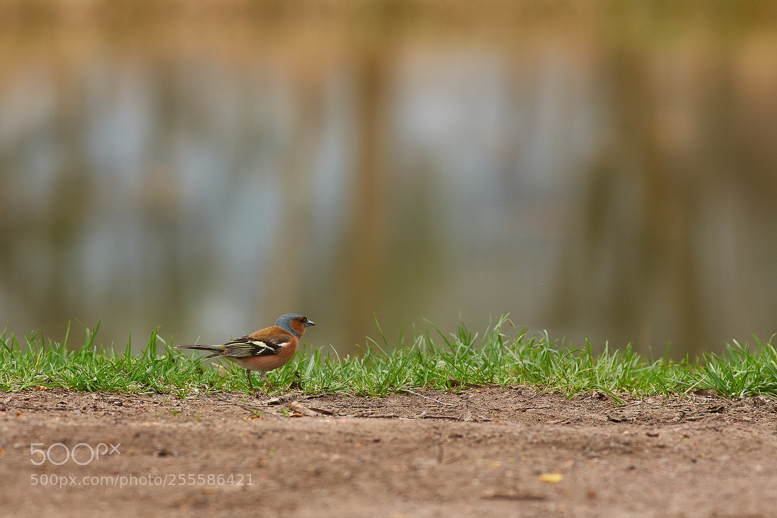 Pentax K-3 sample photo. Finch photography