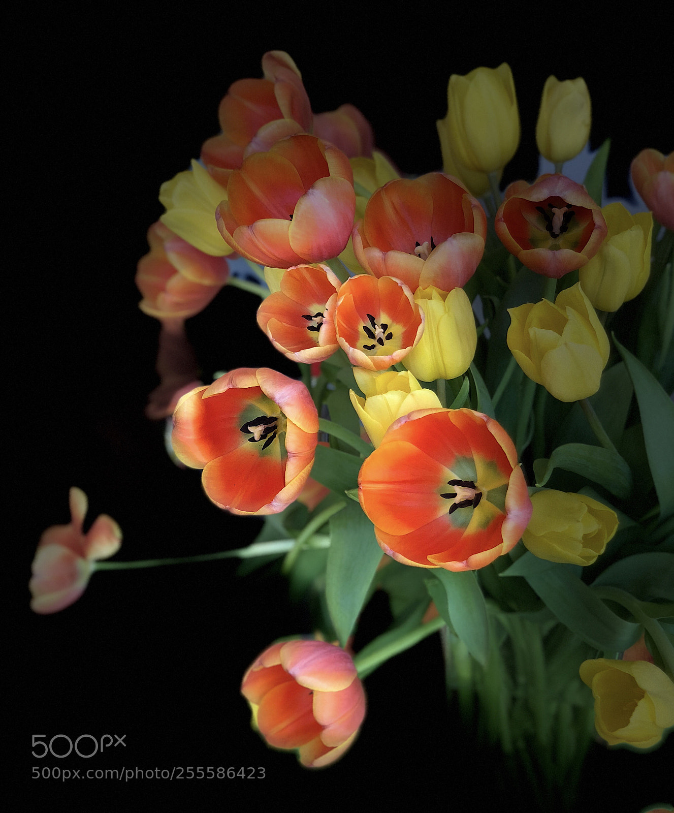 Apple iPhone X sample photo. Pure tulips photography