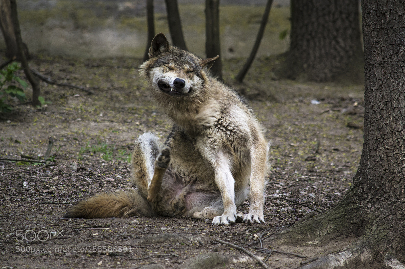 Nikon D3100 sample photo. Wolf (canis lupus) photography