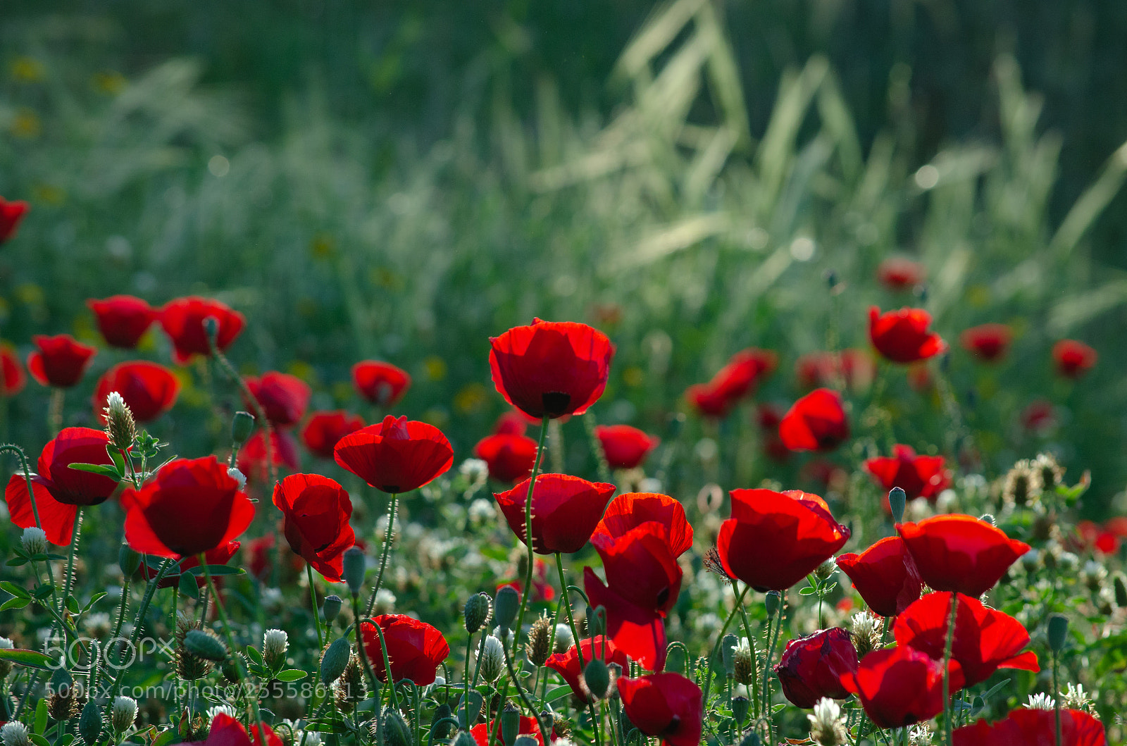 Nikon D7000 sample photo. Light games photography