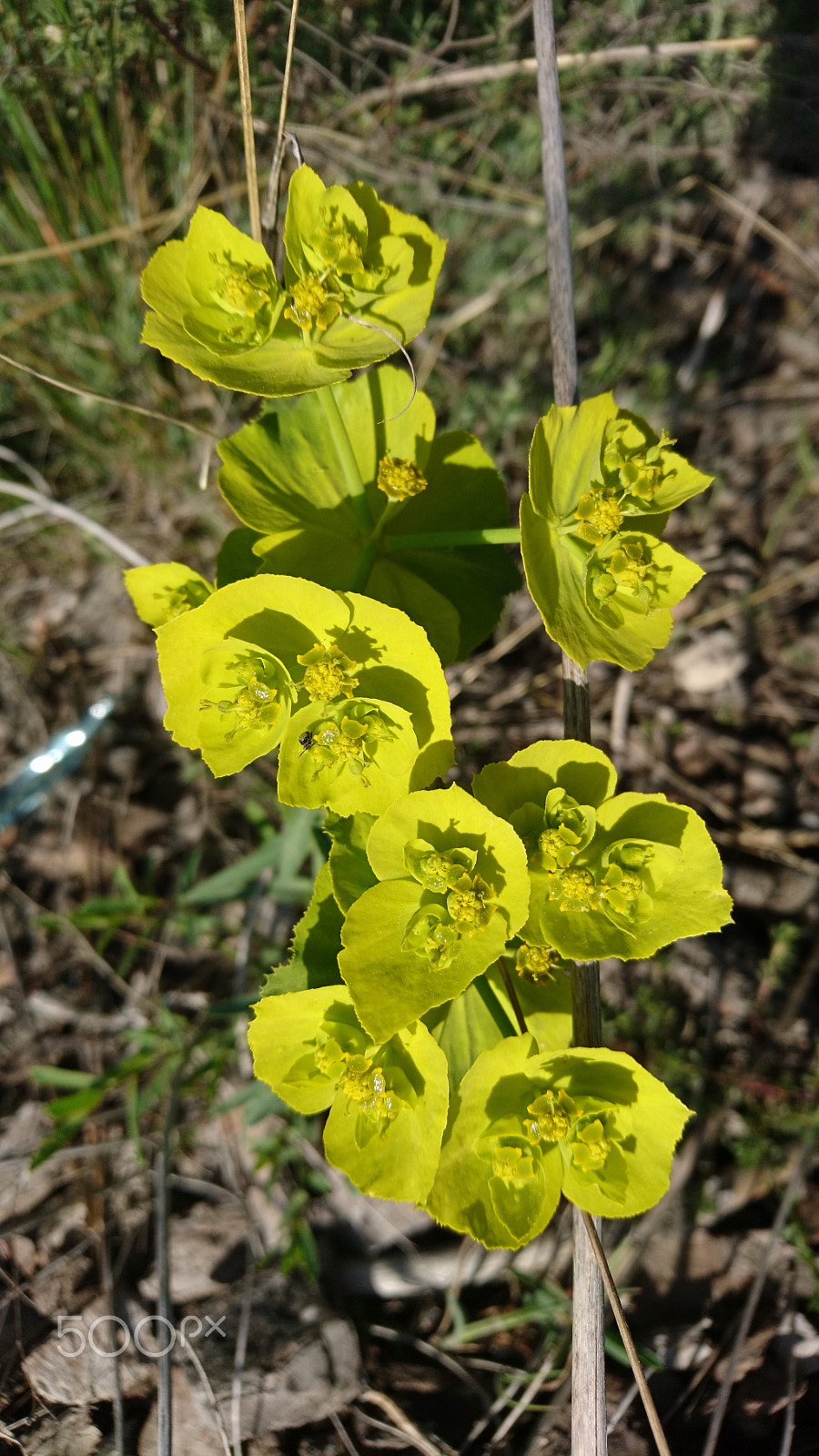 Sony Xperia X Compact sample photo. Flors salvatges 1 photography