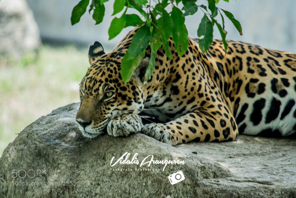 Nikon D3100 sample photo. Tiempo de descanso felino!  photography