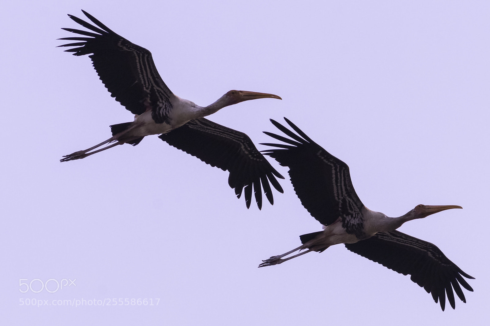 Canon EOS 80D sample photo. Painted stork photography