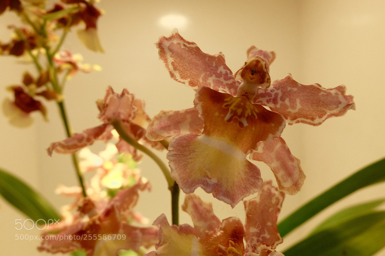 Fujifilm X30 sample photo. 香水文心蘭
oncidium sherry photography