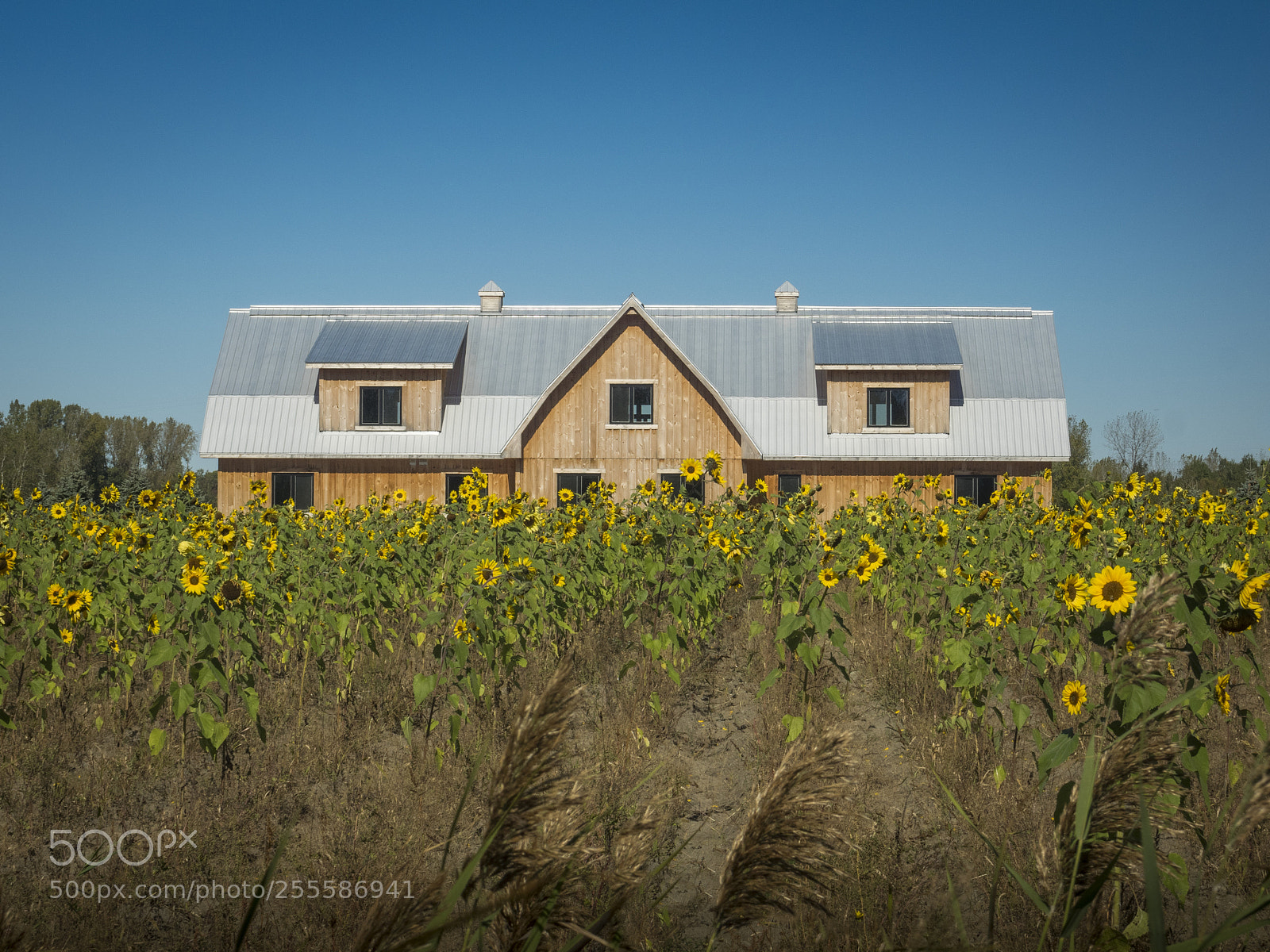 Olympus OM-D E-M1 sample photo. Sunflowers photography